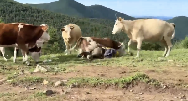 恒瑞易配 游客在五台山挑逗牛群被围攻？当事人：视频系拼凑，未主动挑逗牛